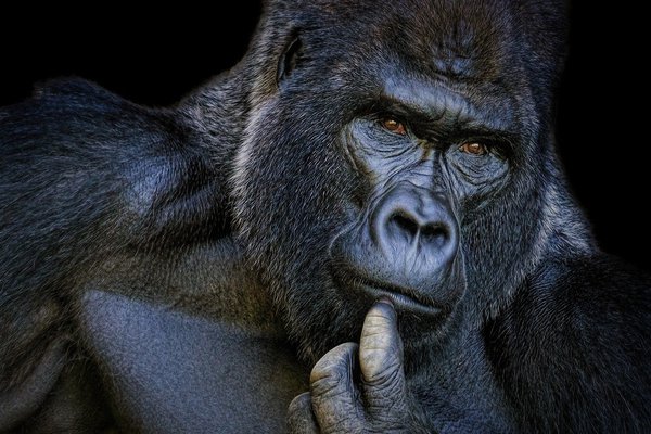 1626197056_17-funart-pro-p-gorilla-s-sigaroi-zhivotnie-krasivo-foto-20.jpg