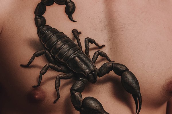 3D_scorpion-30