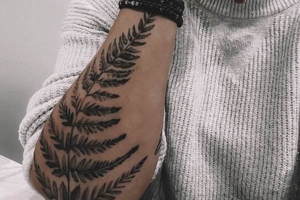 Fern-3
