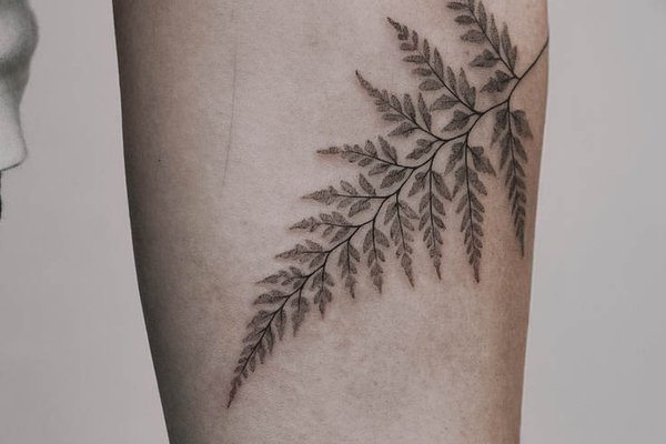 Fern-35