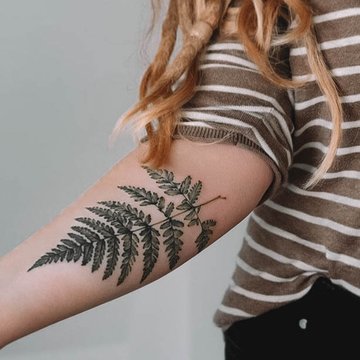 Fern-41