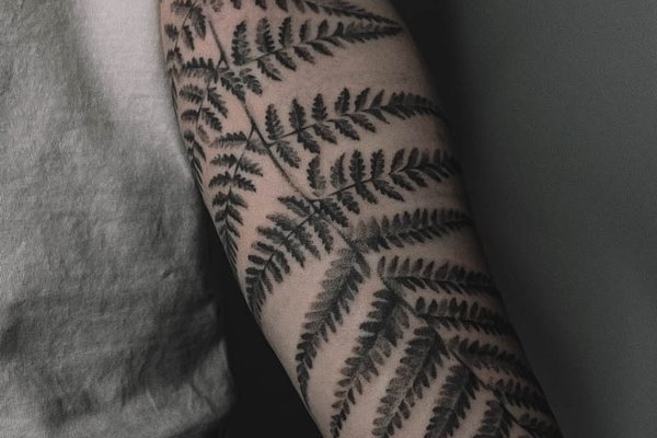Fern-50