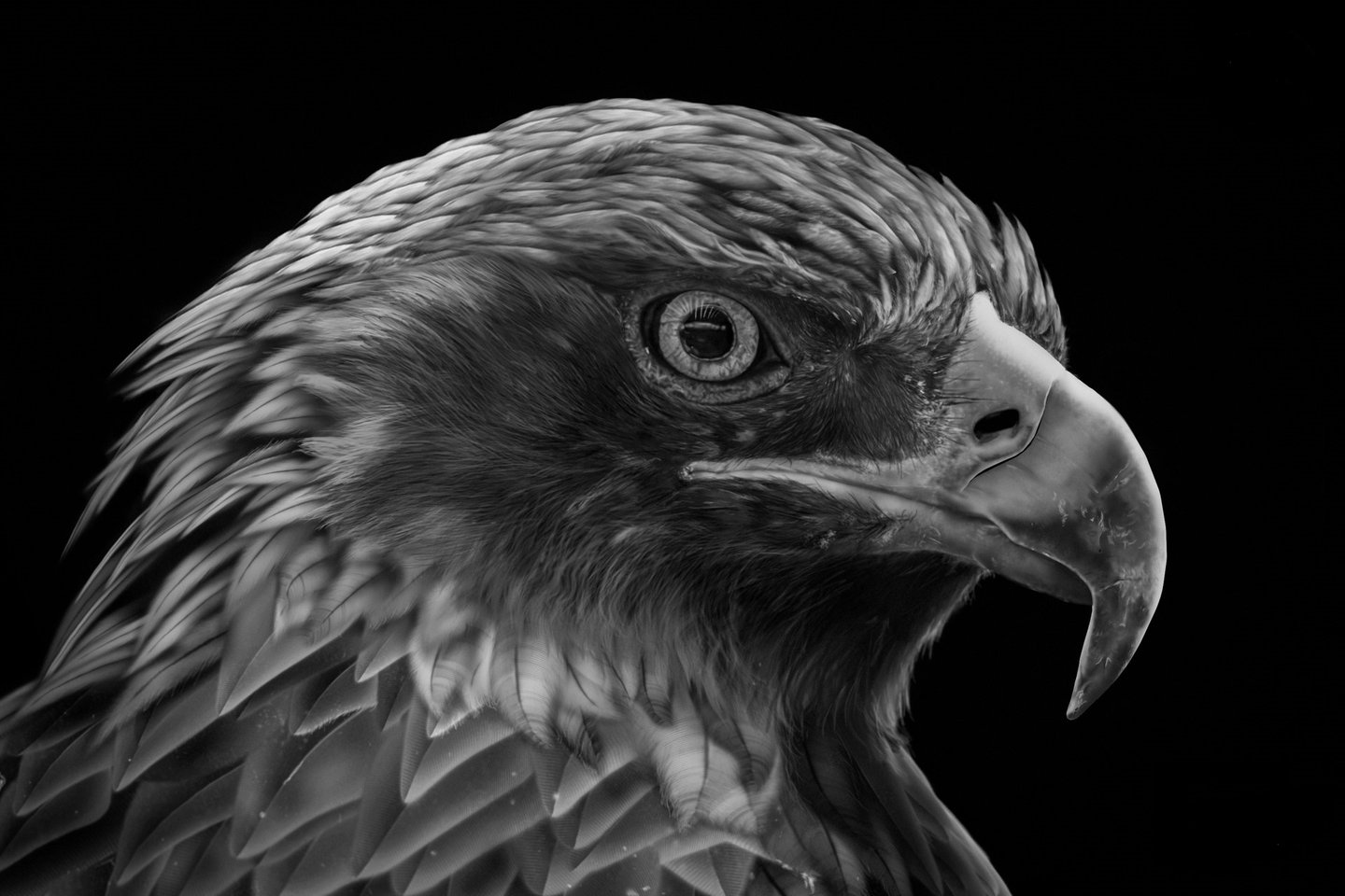 Inkedharshal-pandhe-eagle-eye-4_LI.jpg