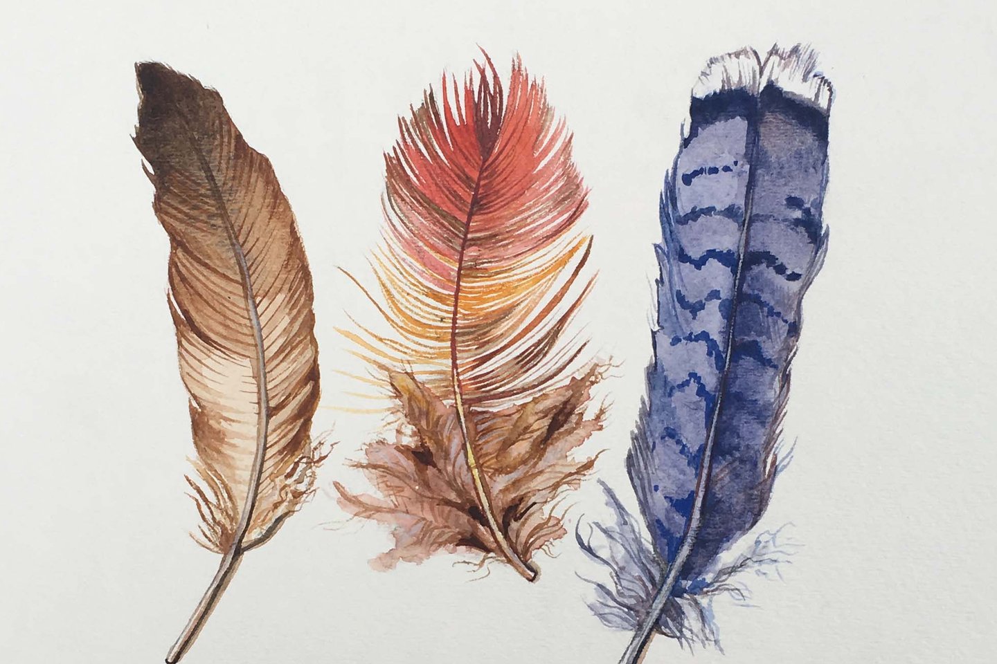 MSX_Banspach_Sophie_Feathers