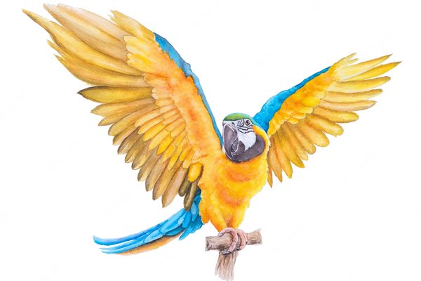 beautiful-bird-parrot-macaw-hand-paint-watercolor_34266-1553