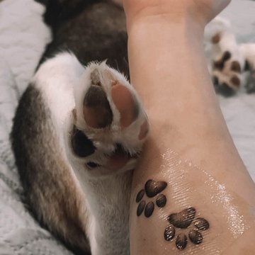 dogs paw-1145