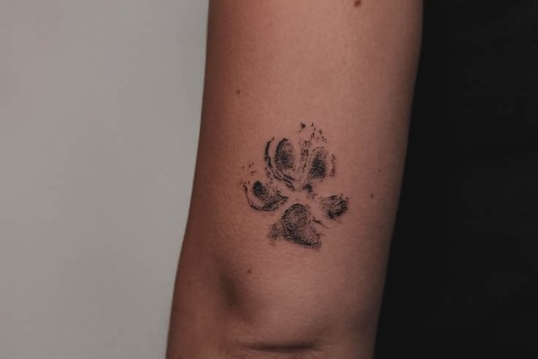 dogs paw-561233