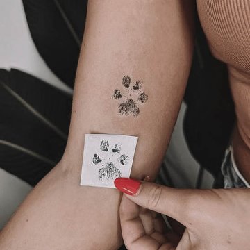 dogs paw-9226