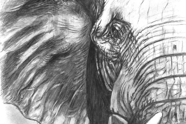 elephant-for-alabama-hae-kim.jpg