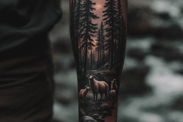 forest-47693