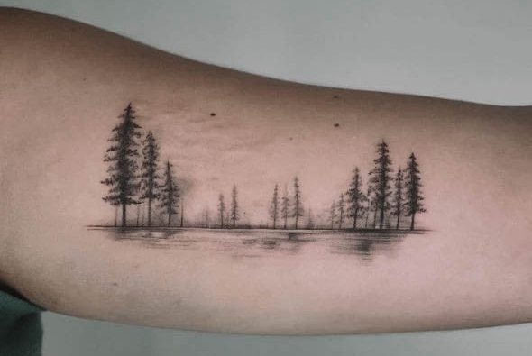 forest-6981