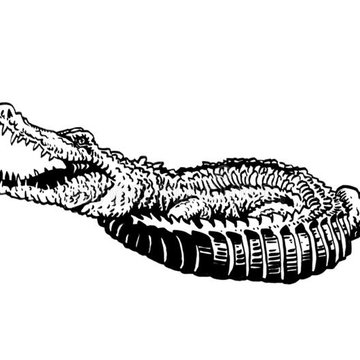 графический-handdrawn-крокодил-изоляции-на-белом-иллюстрации-вектора-для-201931252.jpg