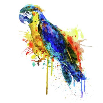 parrot-watercolor-marian-voicu