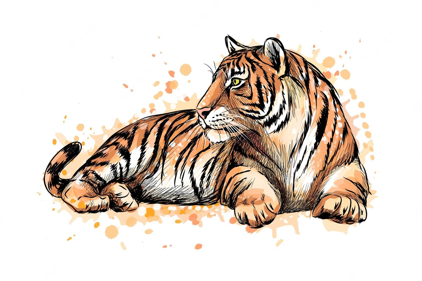 portrait-lying-tiger-from-splash-watercolor-hand-drawn-sketch-illustration-paints_291138-171