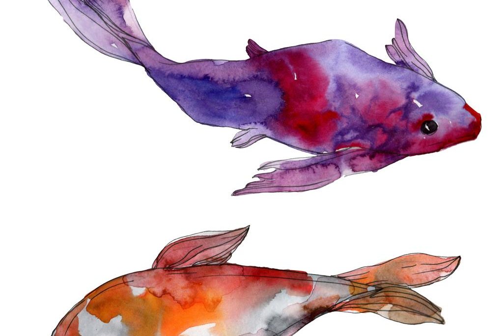 stock-photo-aquatic-underwater-colorful-tropical-fish