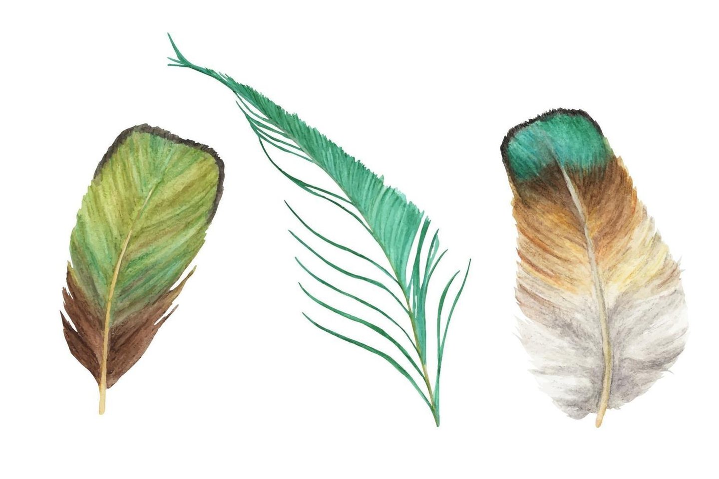 vibrant-feather-set-bird-feather-watercolor-illustration-vector